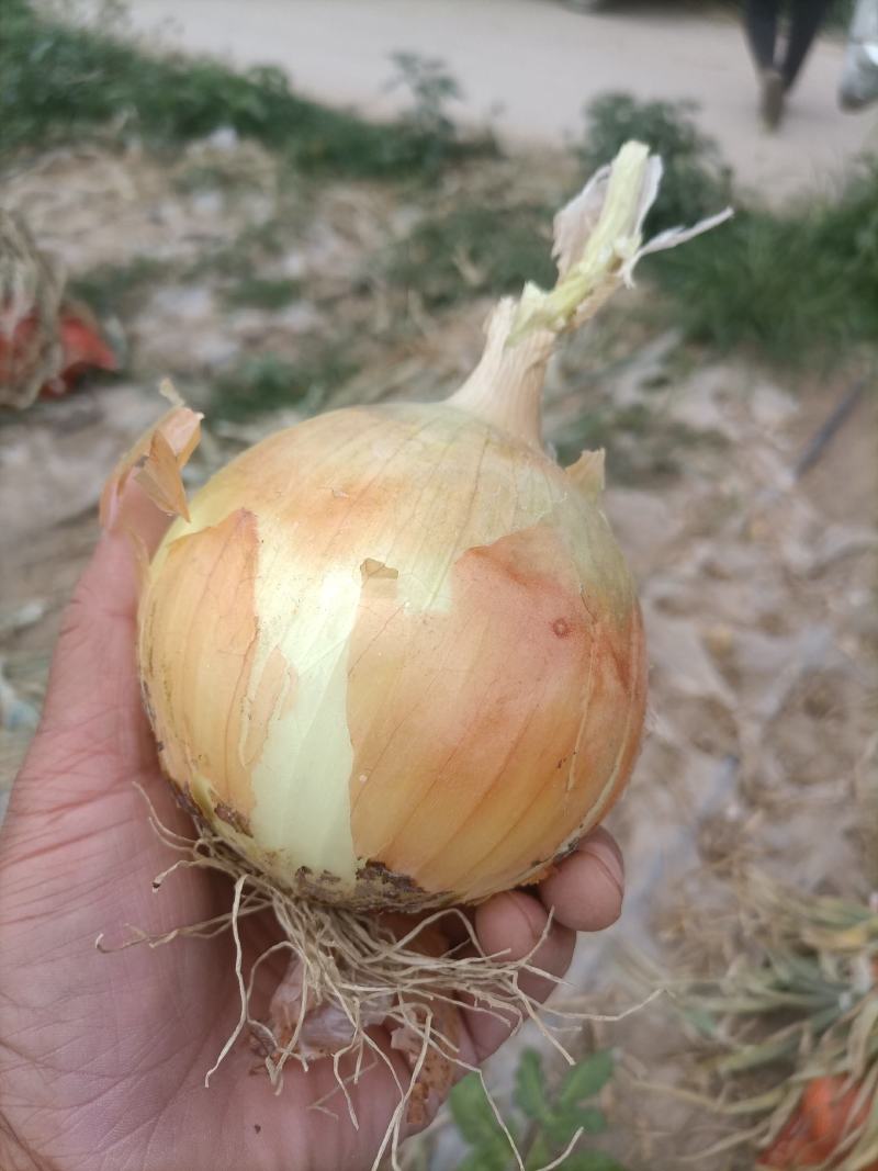 洋葱黄白皮洋葱