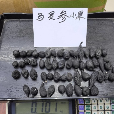 野生乌灵参精选品质货