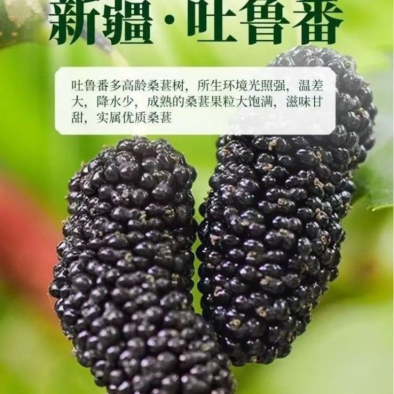 新疆特产吐鲁番正品黑桑椹干果干正宗泡水泡茶无干燥剂新疆桑