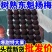 一件代发～仙居杨梅顺丰包邮，对接各大电商平台