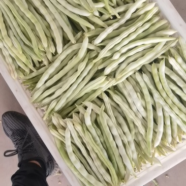 山西扁豆白豆小金豆