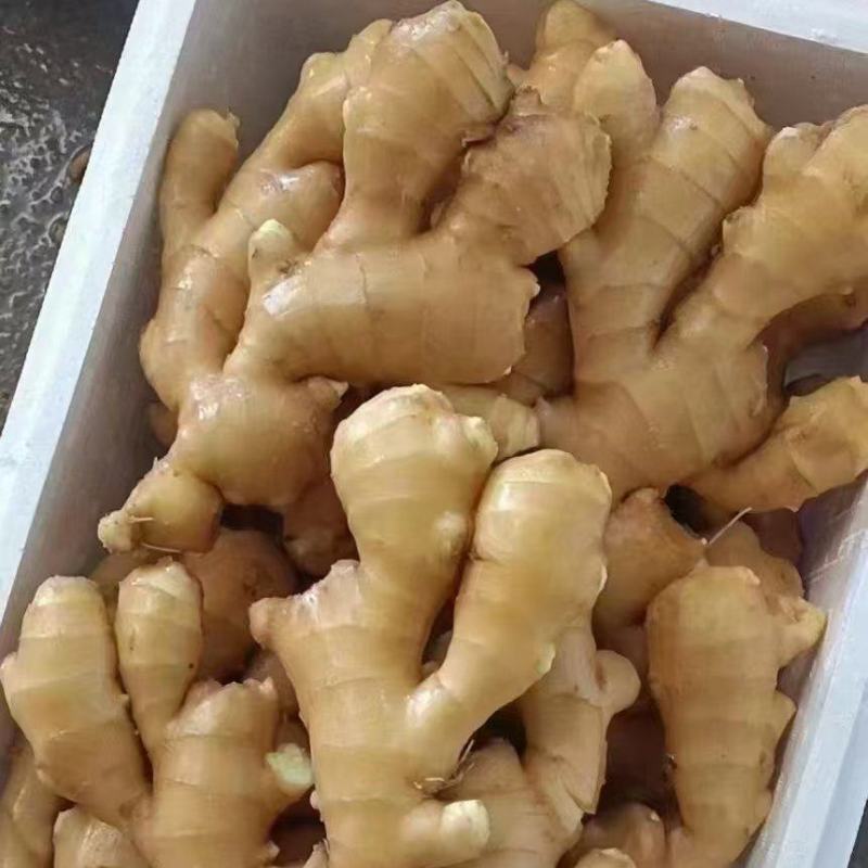 大黄姜山东生姜（常年大量供应）品种齐全，欢迎来电洽谈合作