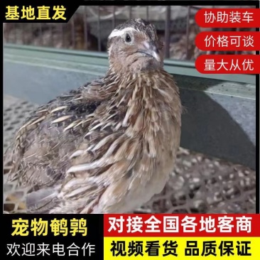 自家喂养宠物鹌鹑斗鹌鹑青年产蛋母鹌鹑