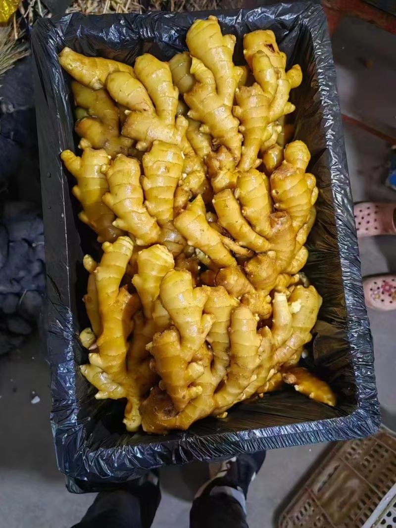 大黄姜山东生姜（常年大量供应）品种齐全，欢迎来电洽谈合作