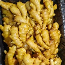 河北大黄姜/小黄姜/红芽姜/规格品种齐全，常年大量供应