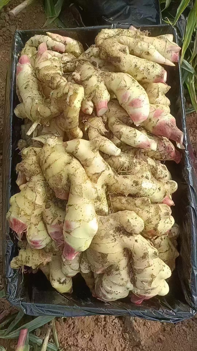 河北大黄姜/小黄姜/红芽姜/规格品种齐全，常年大量供应