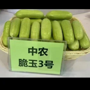 水果黄瓜，新鲜自产，，