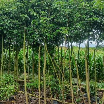 米径2一4公分香樟杯苗出售