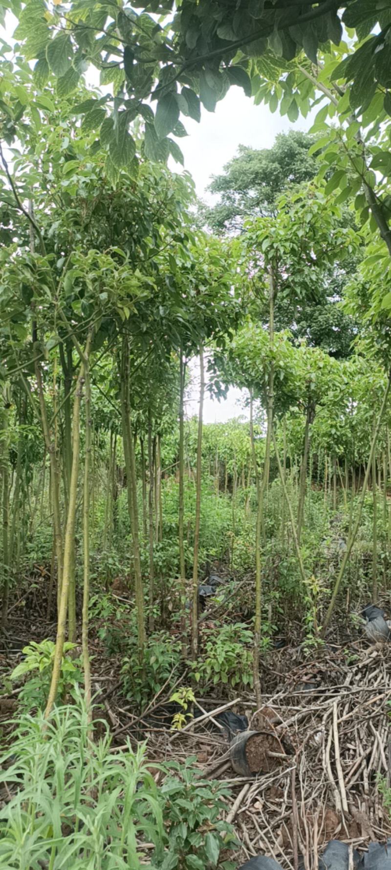 米径2一4公分香樟杯苗出售
