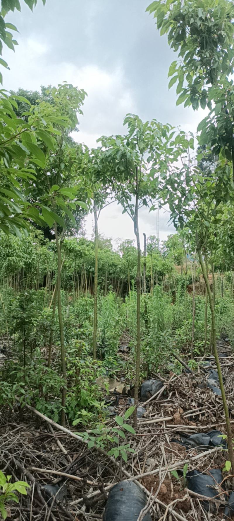 米径2一4公分香樟杯苗出售