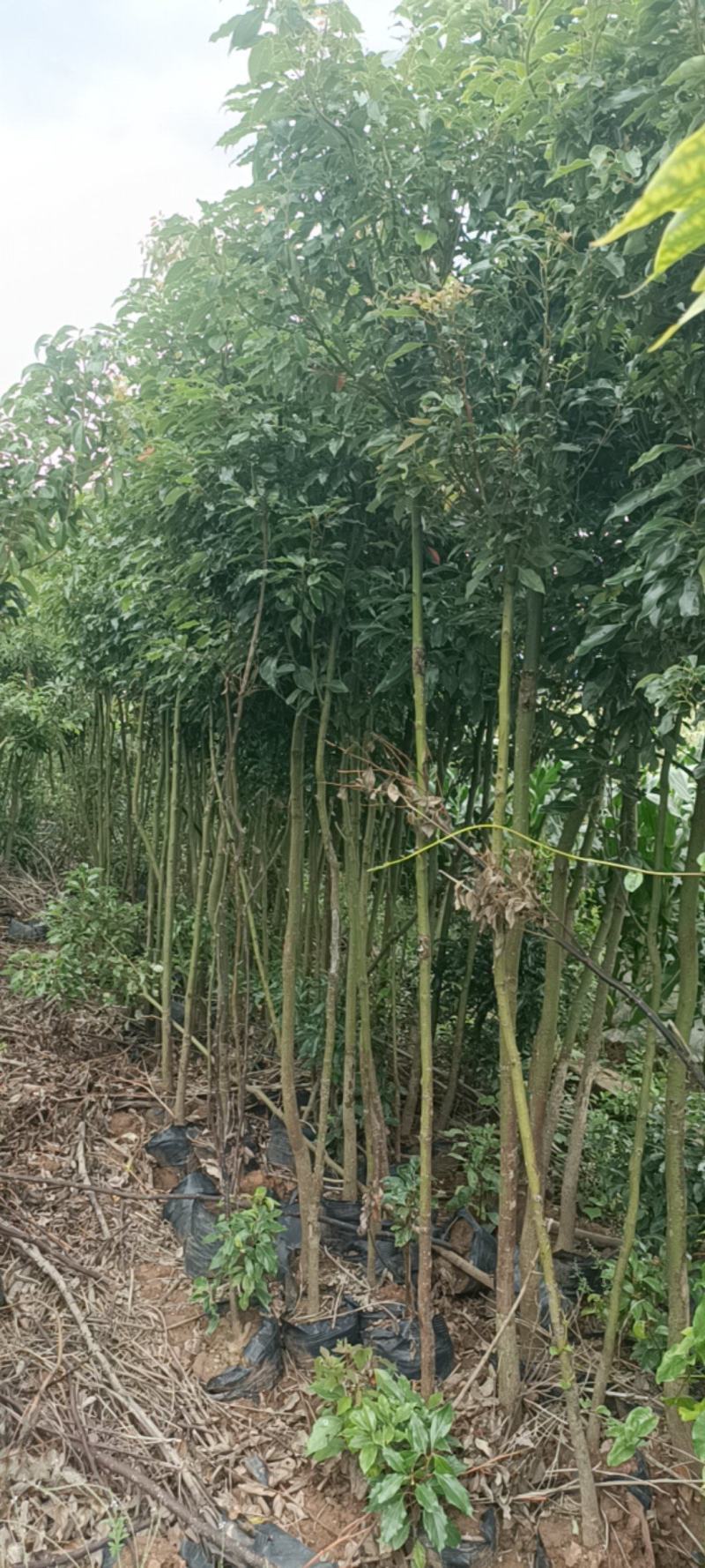 米径2一4公分香樟杯苗出售