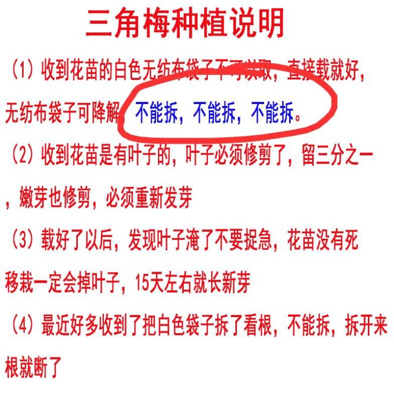 云南三角梅杯苗四季开花绿植盆栽好养活阳台庭院爬藤重瓣垂丝