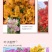 云南三角梅杯苗四季开花绿植盆栽好养活阳台庭院爬藤重瓣垂丝