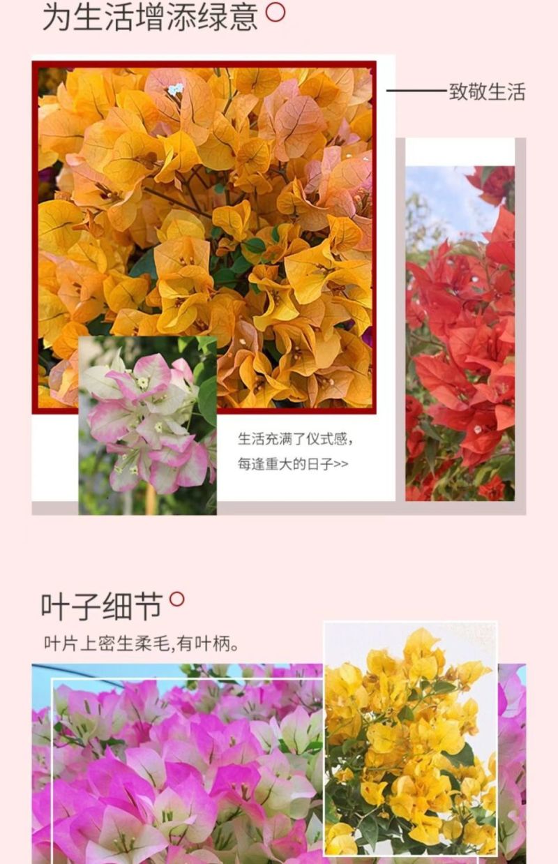 云南三角梅杯苗四季开花绿植盆栽好养活阳台庭院爬藤重瓣垂丝