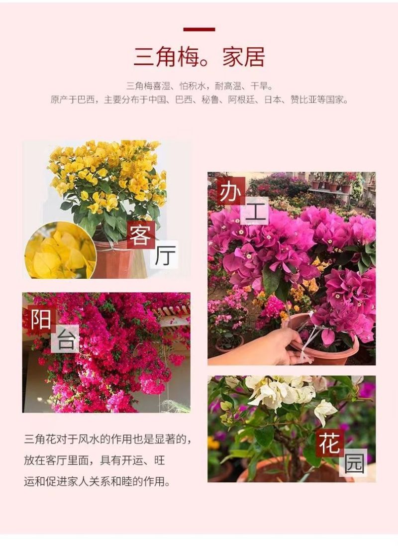 云南三角梅杯苗四季开花绿植盆栽好养活阳台庭院爬藤重瓣垂丝