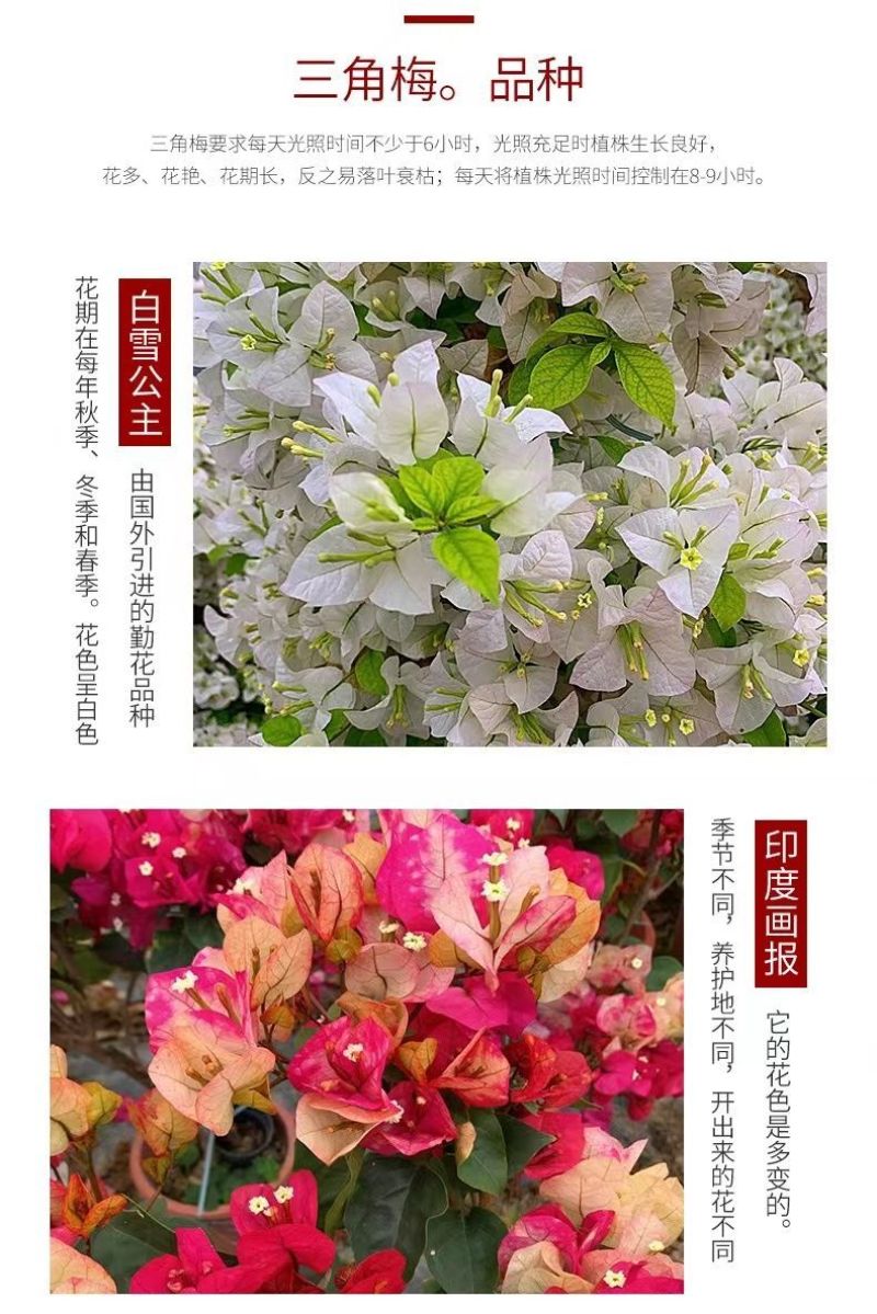 云南三角梅杯苗四季开花绿植盆栽好养活阳台庭院爬藤重瓣垂丝
