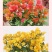 云南三角梅杯苗四季开花绿植盆栽好养活阳台庭院爬藤重瓣垂丝