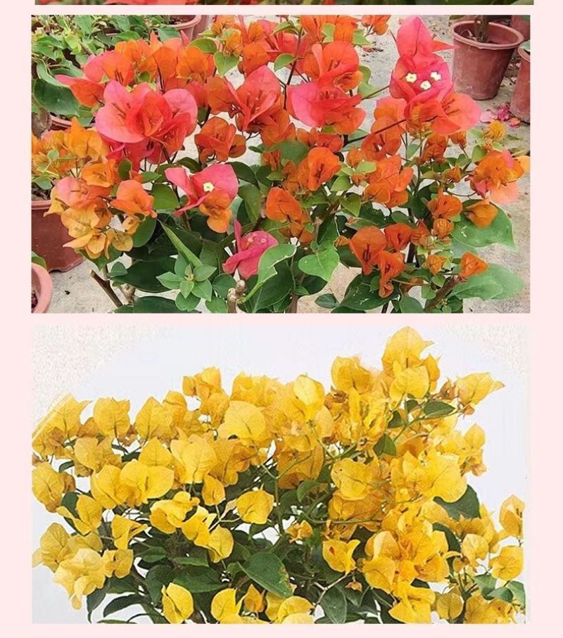 云南三角梅杯苗四季开花绿植盆栽好养活阳台庭院爬藤重瓣垂丝