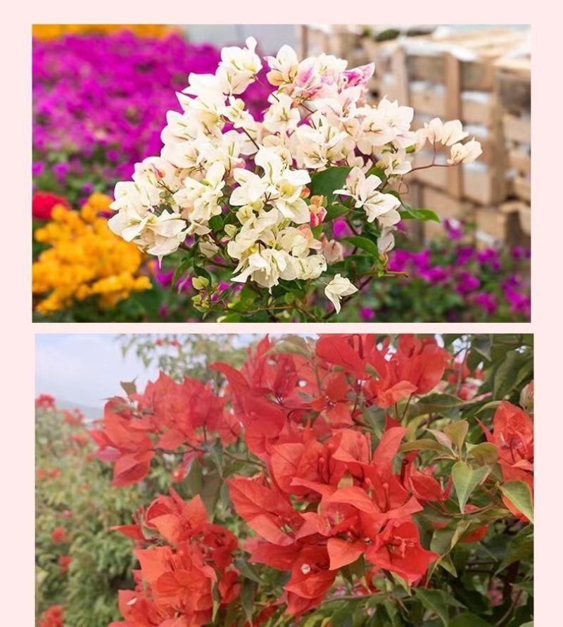 云南三角梅杯苗四季开花绿植盆栽好养活阳台庭院爬藤重瓣垂丝