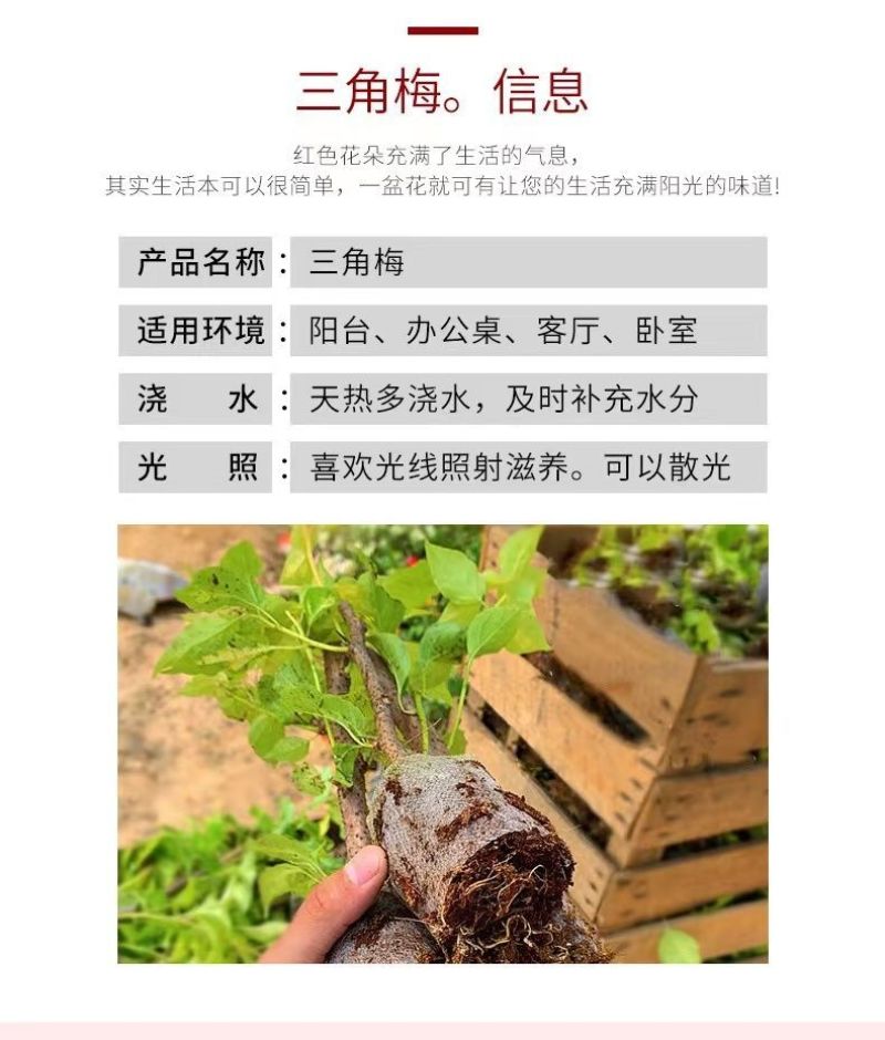 云南三角梅杯苗四季开花绿植盆栽好养活阳台庭院爬藤重瓣垂丝
