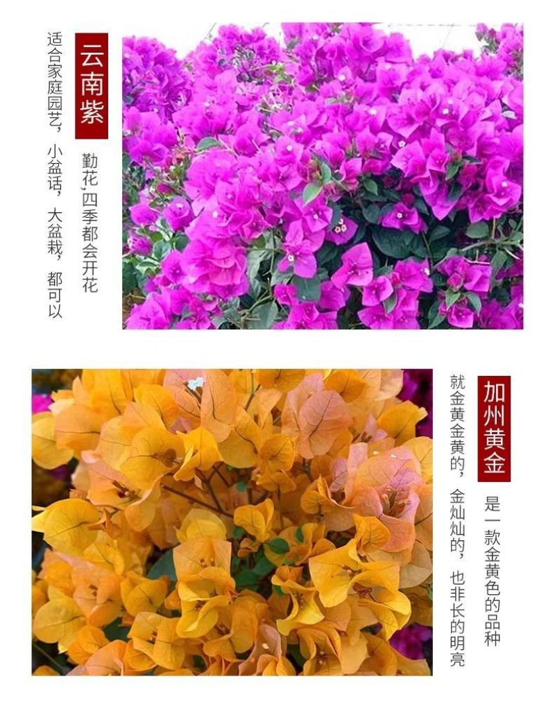 云南三角梅杯苗四季开花绿植盆栽好养活阳台庭院爬藤重瓣垂丝