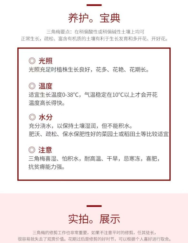 云南三角梅杯苗四季开花绿植盆栽好养活阳台庭院爬藤重瓣垂丝