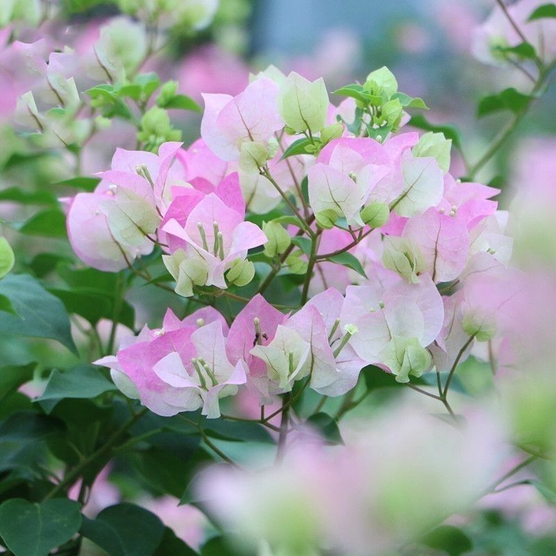 云南三角梅杯苗四季开花绿植盆栽好养活阳台庭院爬藤重瓣垂丝