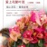 云南三角梅杯苗四季开花绿植盆栽好养活阳台庭院爬藤重瓣垂丝