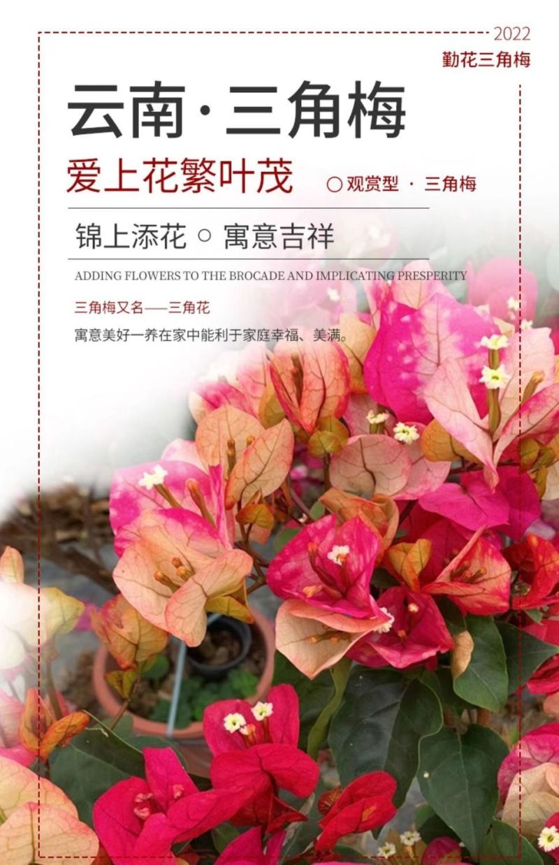 云南三角梅杯苗四季开花绿植盆栽好养活阳台庭院爬藤重瓣垂丝