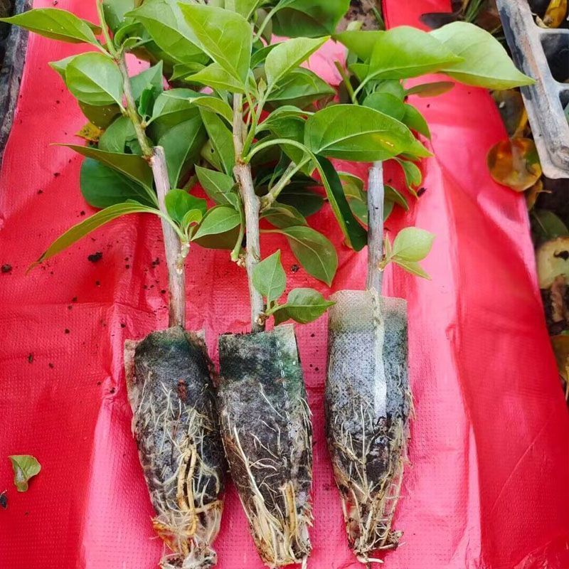 云南三角梅杯苗四季开花绿植盆栽好养活阳台庭院爬藤重瓣垂丝
