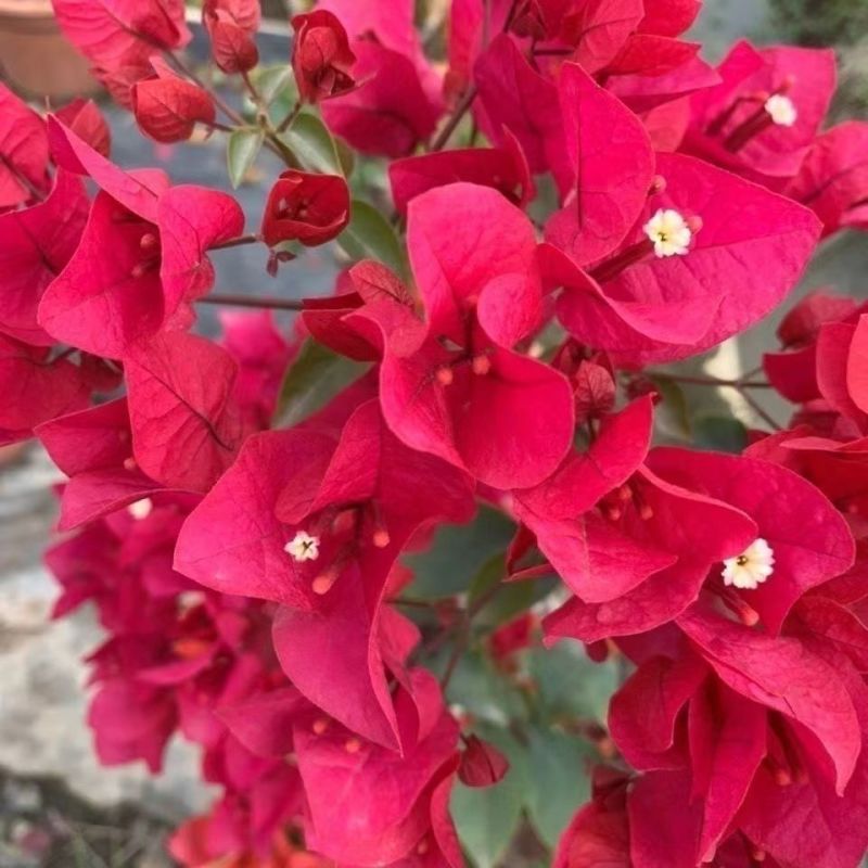 云南三角梅杯苗四季开花绿植盆栽好养活阳台庭院爬藤重瓣垂丝