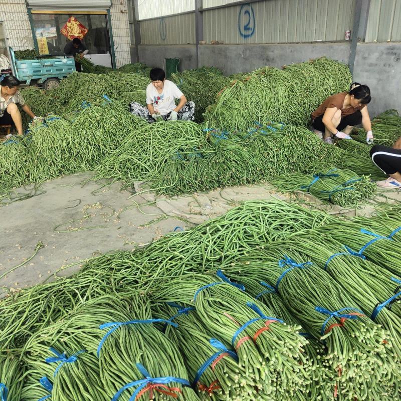 豇豆角豆角大量有货
