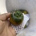 草莓西红柿🍅