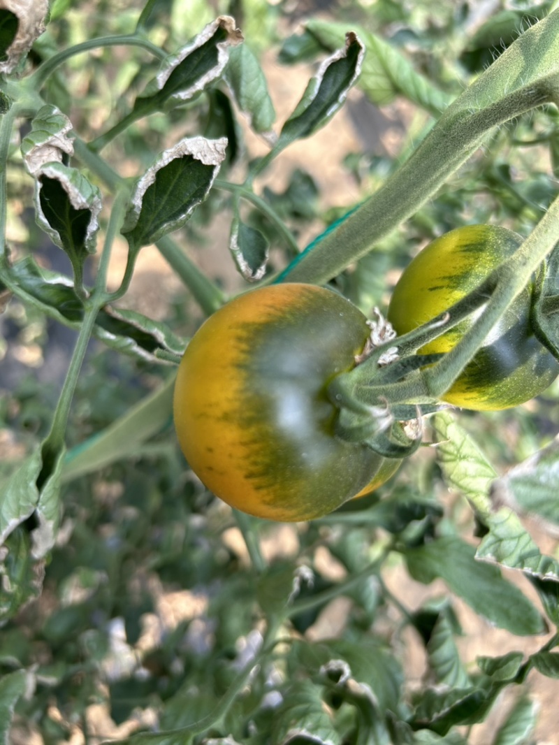 草莓西红柿🍅