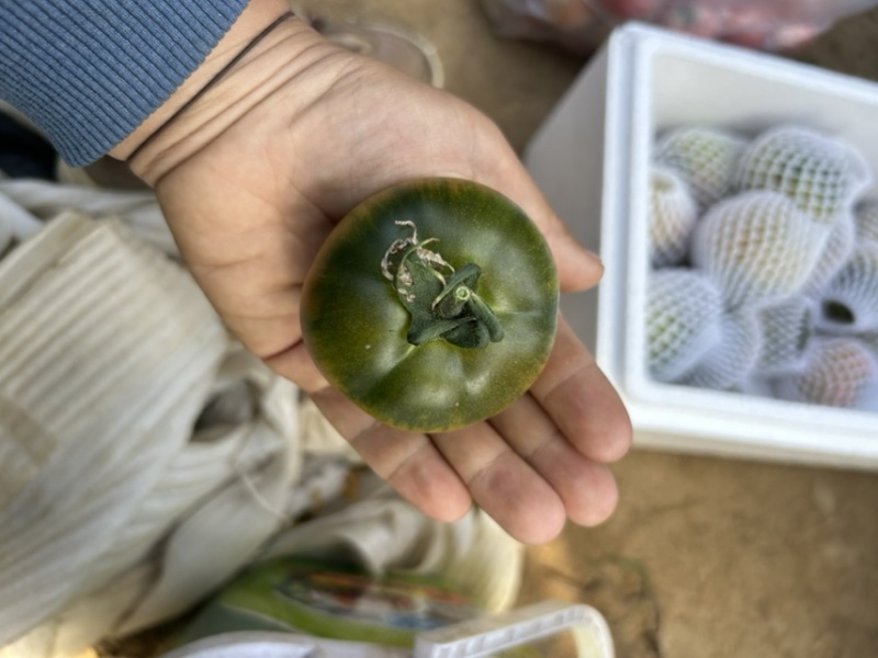 草莓西红柿🍅
