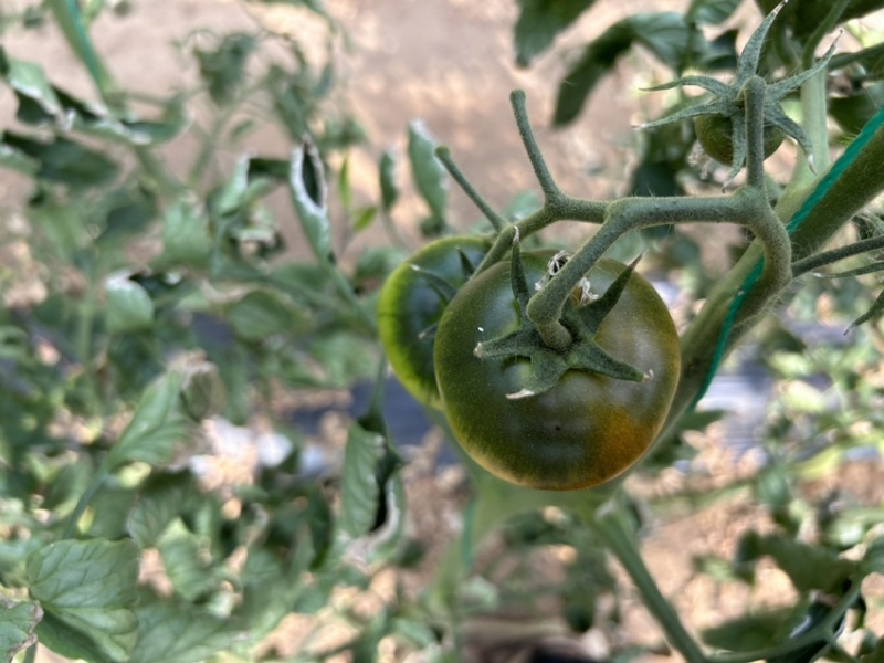 草莓西红柿🍅