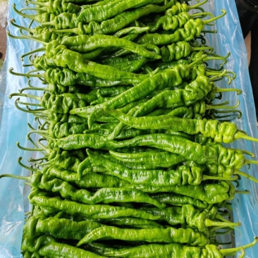 大量供应精品陇椒