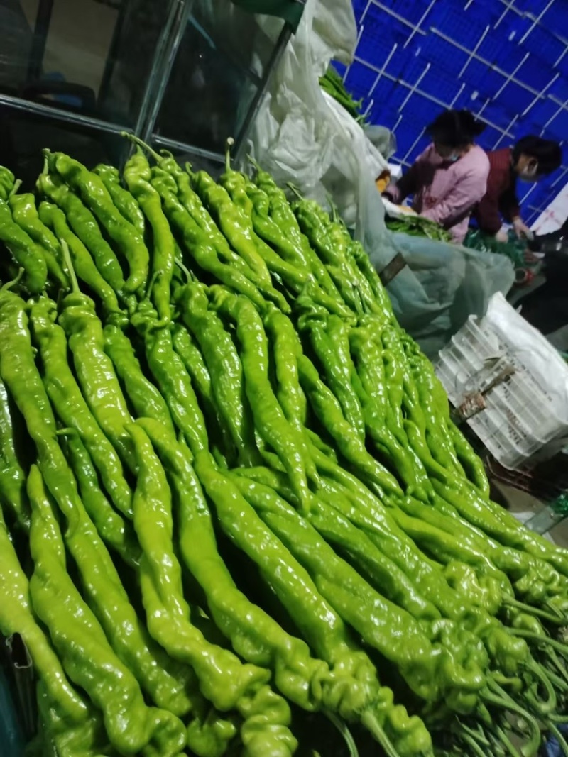 大量供应精品陇椒