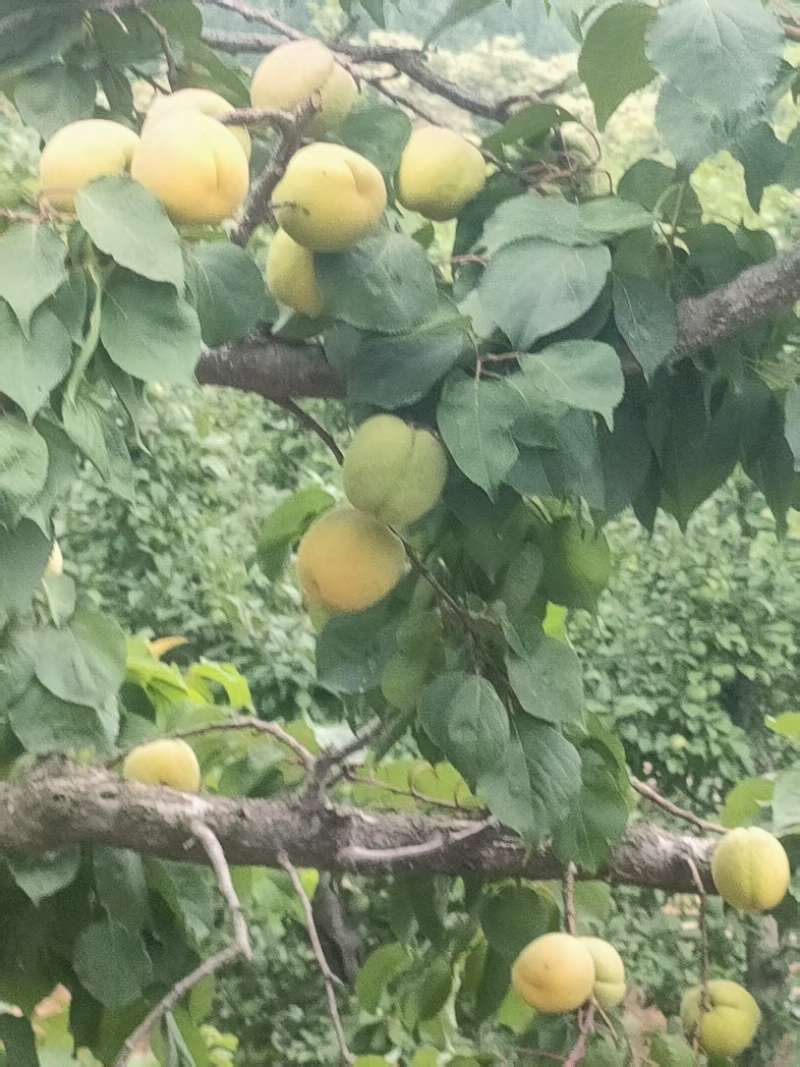 【热卖中】新鲜凯特杏产地直发，一手货源，欢迎来采购