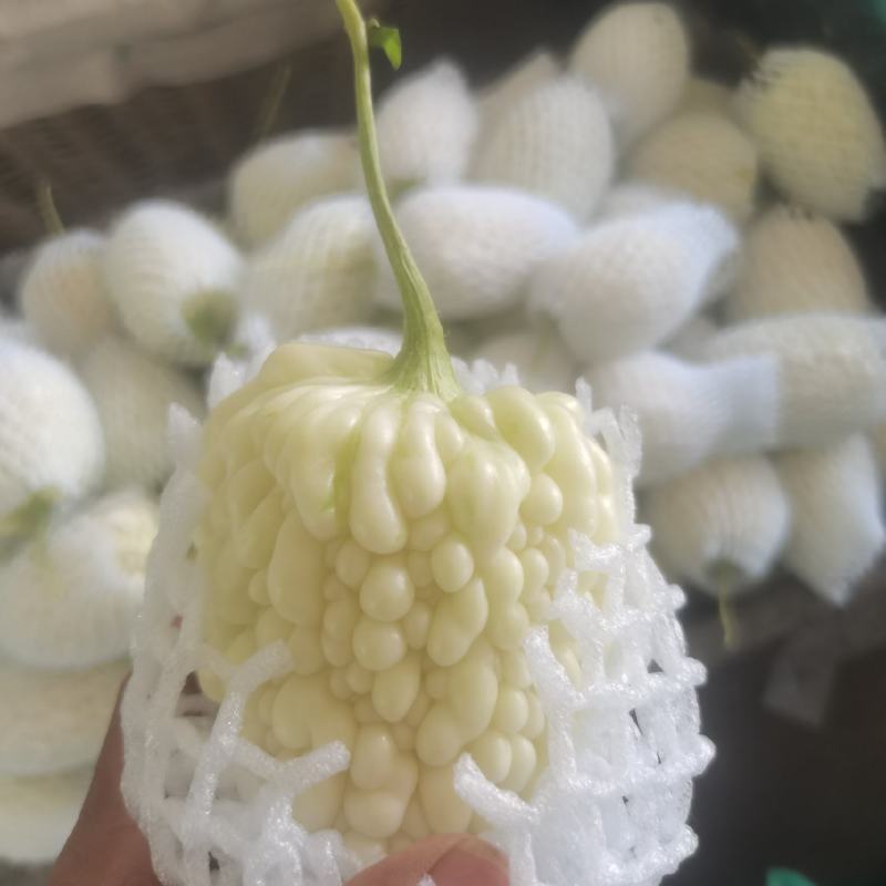 苹果苦瓜一件代发