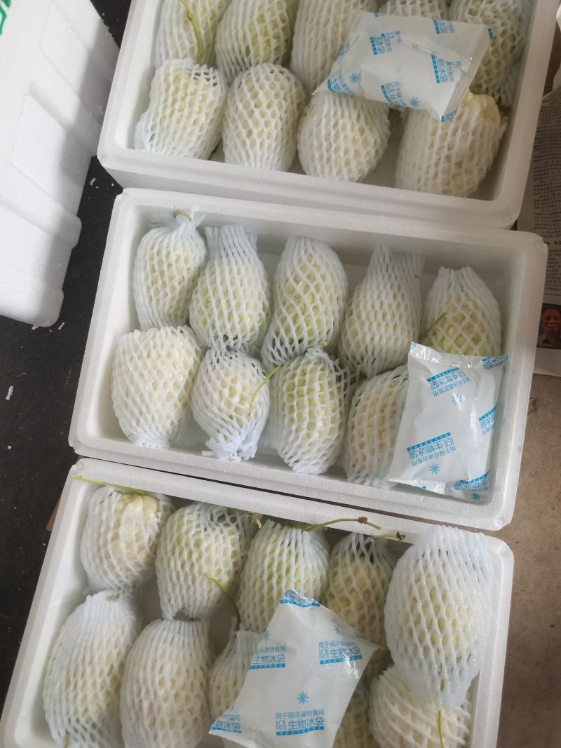 苹果苦瓜一件代发