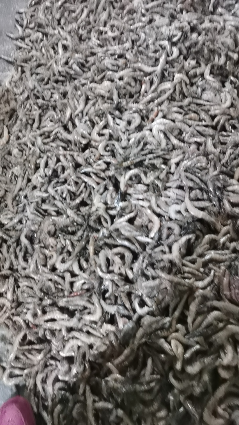 冻虾