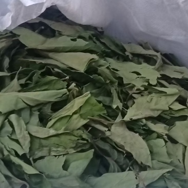 干绿柿叶