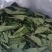 干绿柿叶