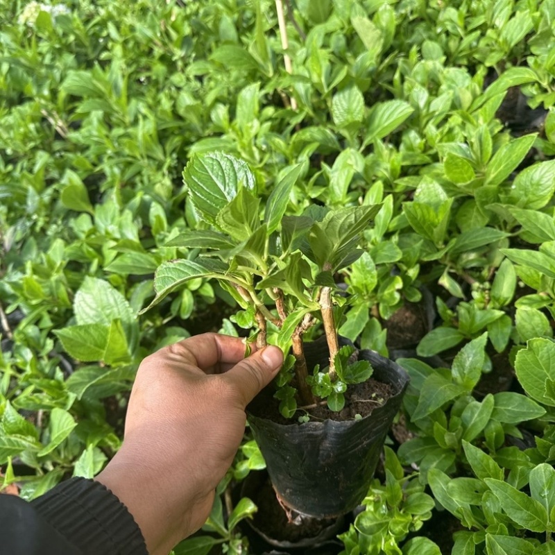 绣球杯苗，想要联系