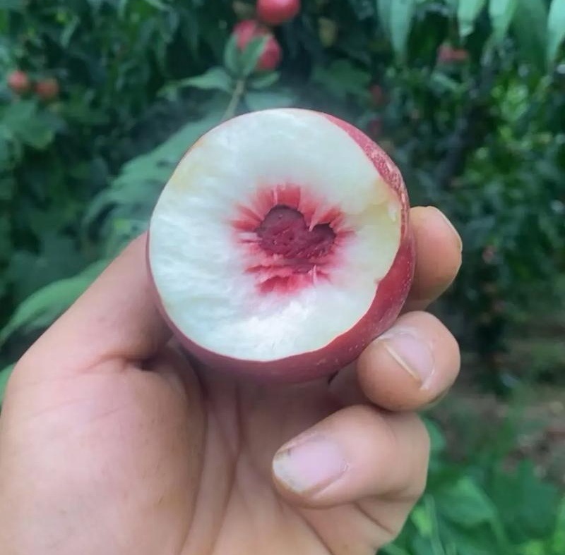 《珍珠枣油桃》陕西油桃/现摘现发/规格齐全/可全国发货