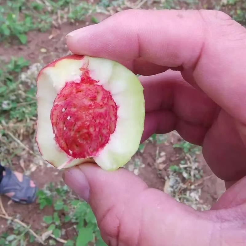 《珍珠枣油桃》陕西油桃/现摘现发/规格齐全/可全国发货