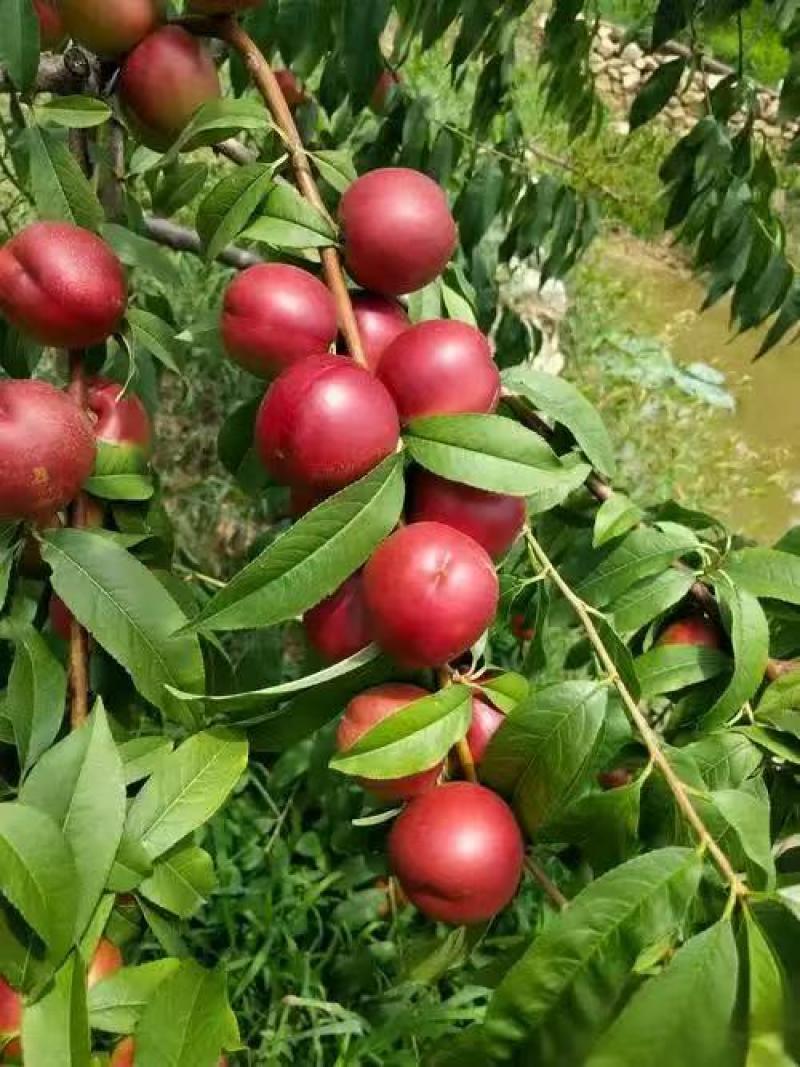《珍珠枣油桃》陕西油桃/现摘现发/规格齐全/可全国发货