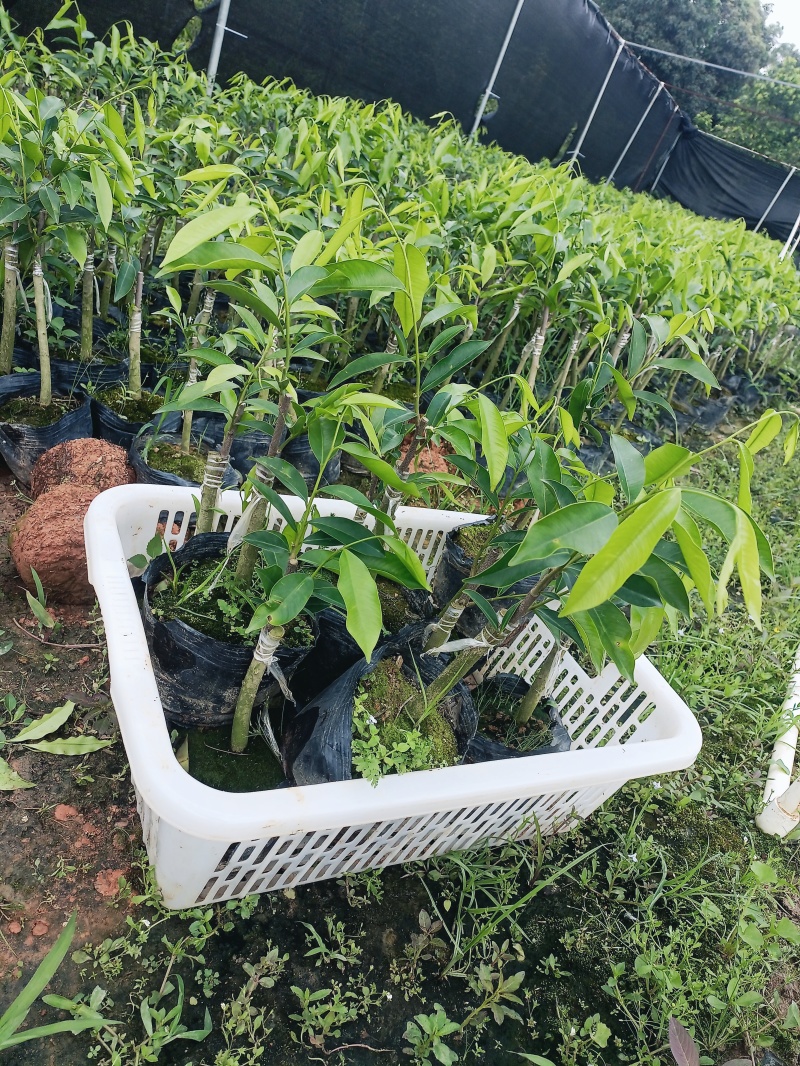 奇楠沉香原材料手串工艺品奇楠沉香苗等等批发
