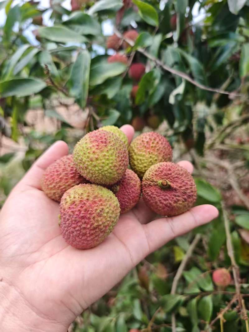 荔枝，妃子笑荔枝现货供应抖音直播电商代发